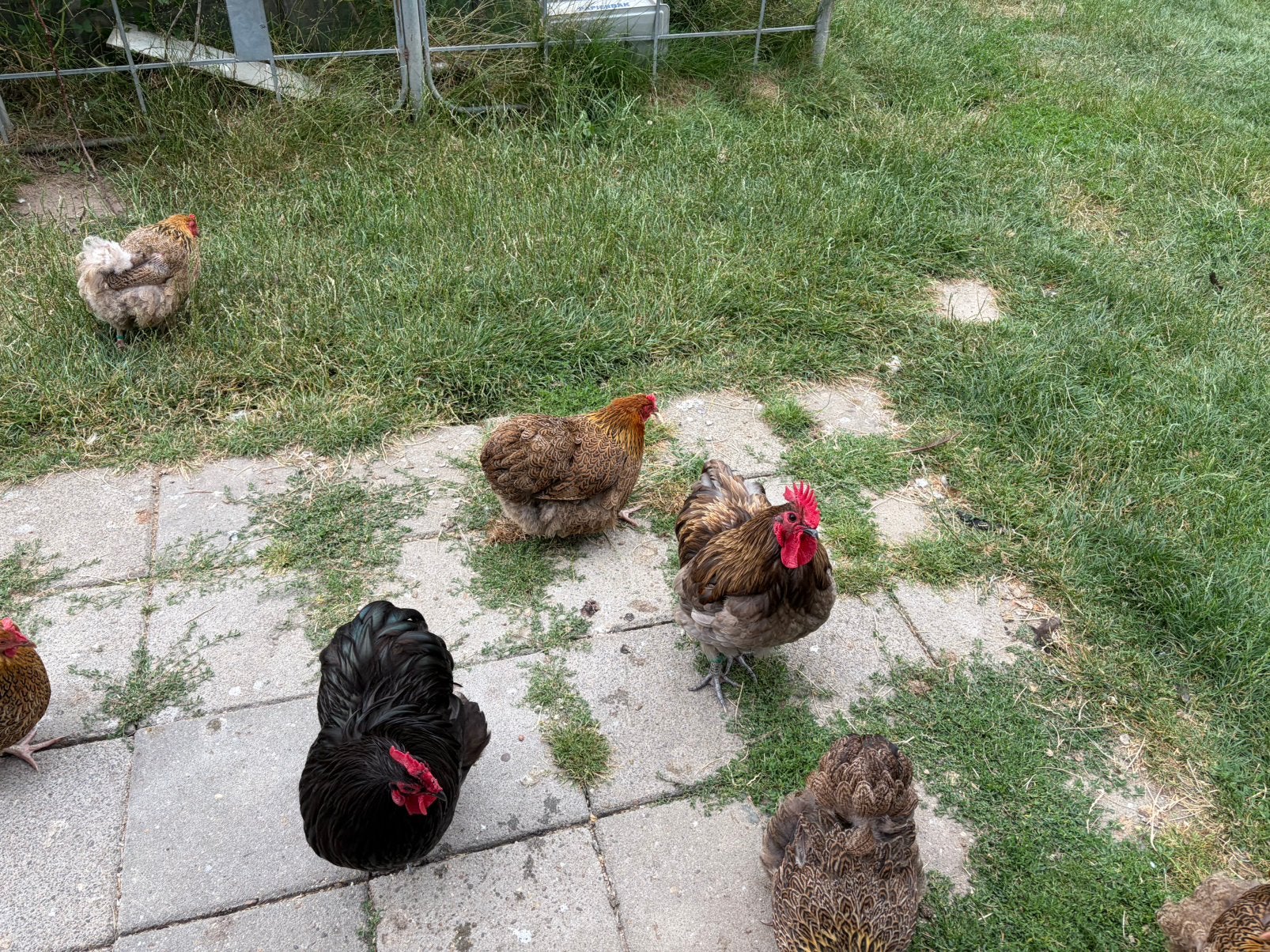 Orpington krielen, Dieren en Toebehoren, Pluimvee, Kip, Meerdere dieren