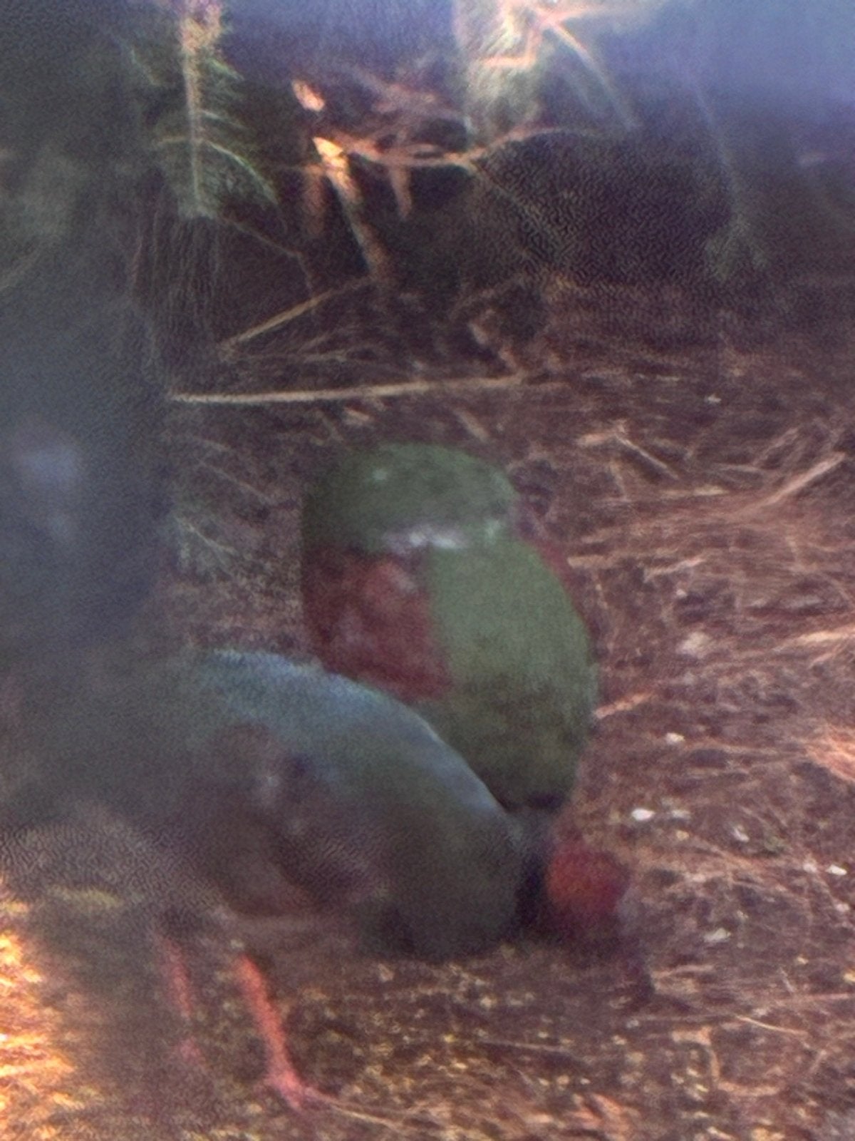 Roul roul, Mannelijk, Tropenvogel, Geringd