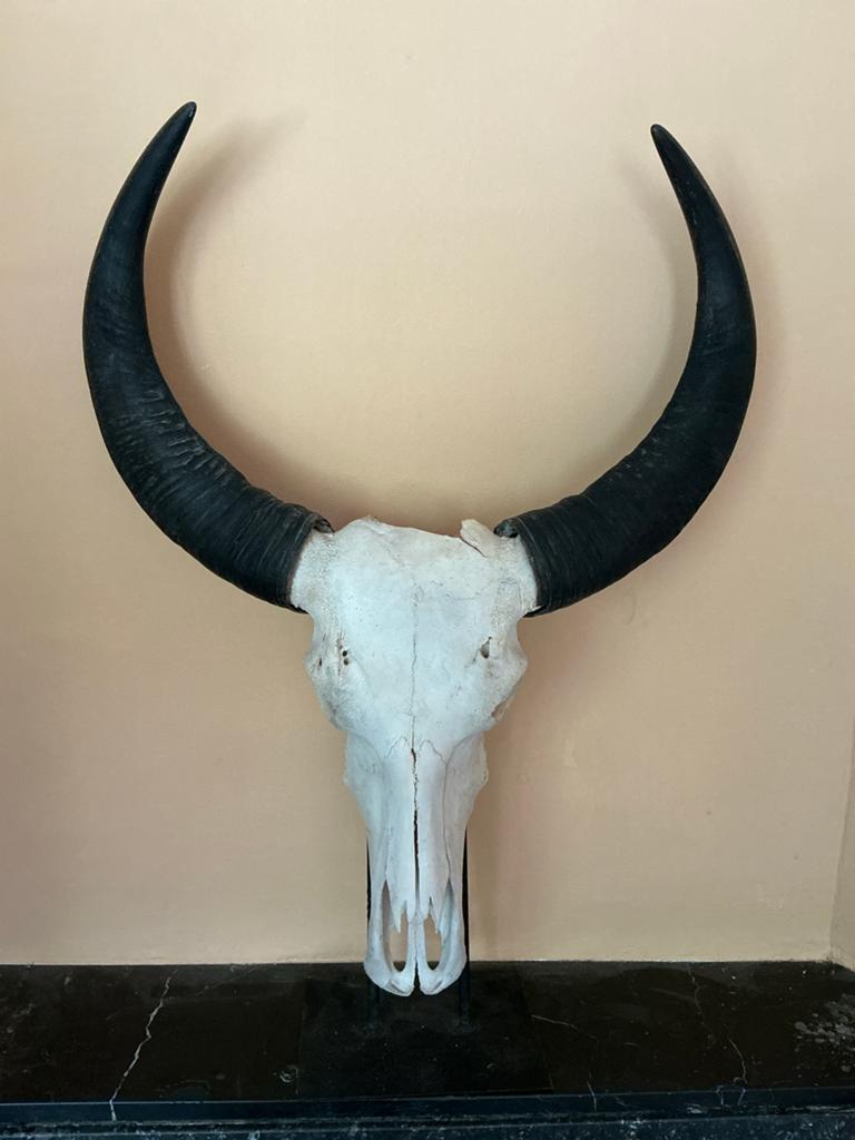 Waterbuffel Schedel op stalen voetstuk, Decoratieobject, Zo goed als nieuw, 60 cm, 84 cm