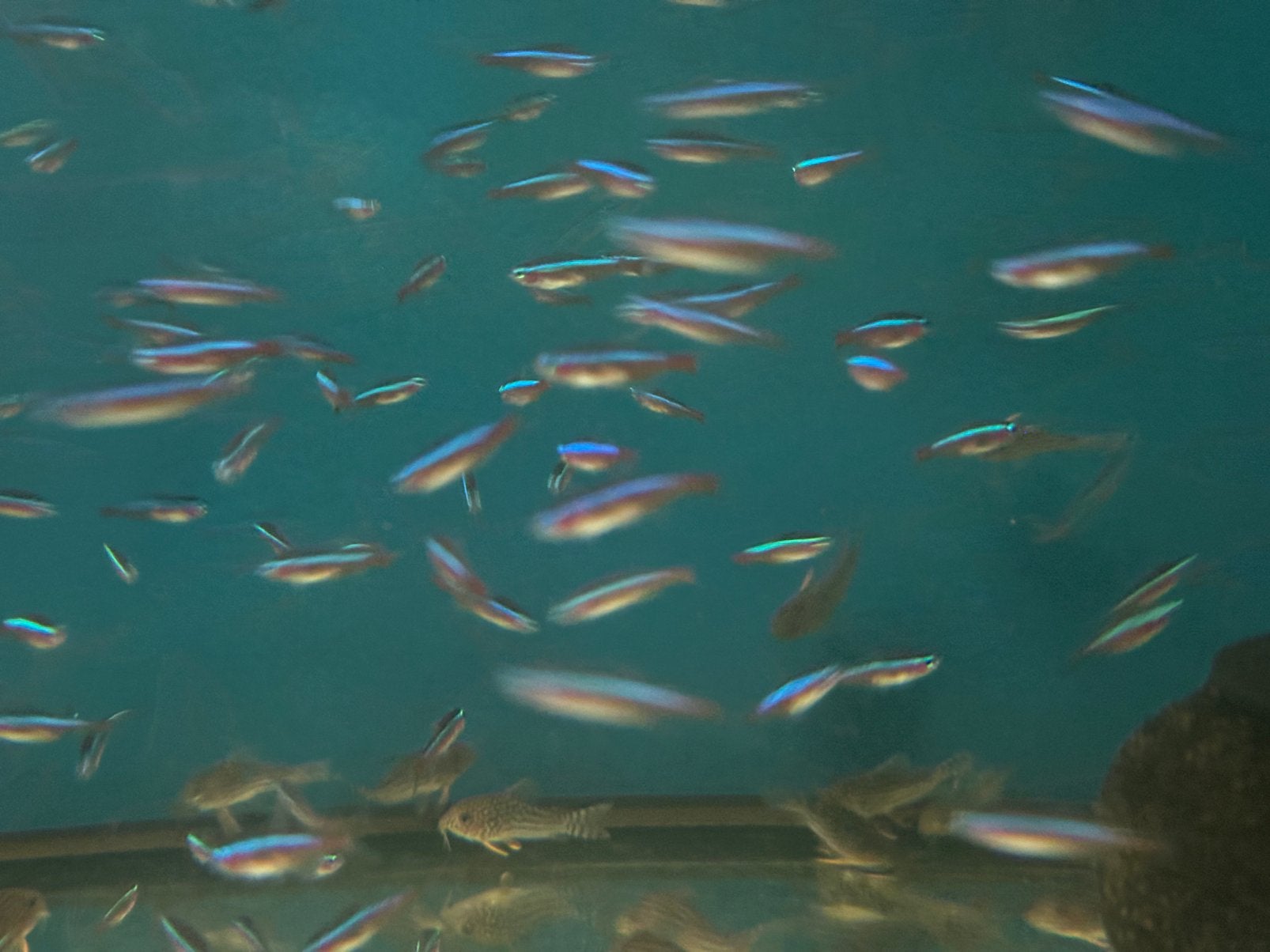 Kardinaal tetra’s, Dieren en Toebehoren, Vis, Zoetwatervis, Schoolvis