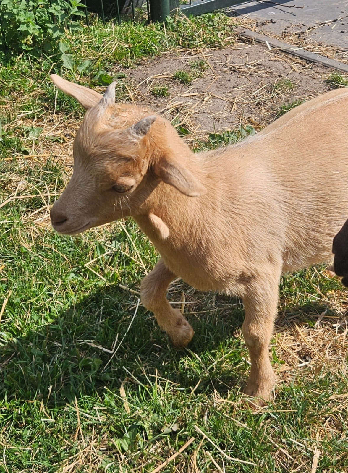 Dwerggeit bokje Camel, Mannelijk, Geit