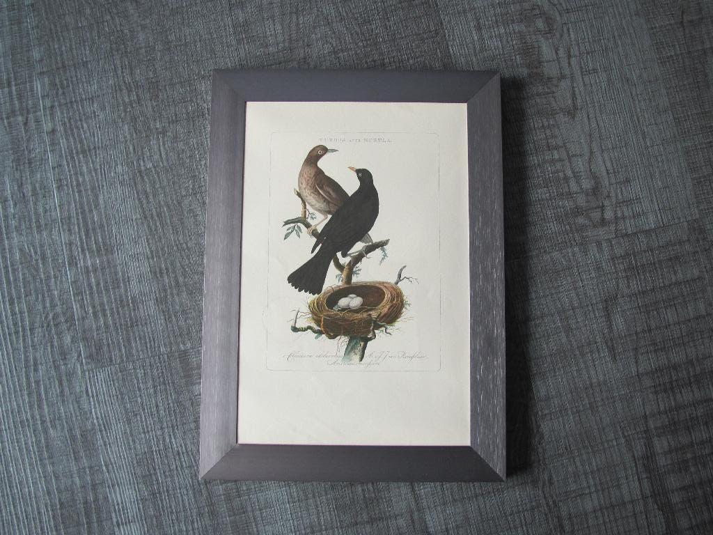 Merels - oude vogelgravure, Minder dan 50 cm, Oorspronkelijke maker, Ophalen of Verzenden, Zo goed als nieuw