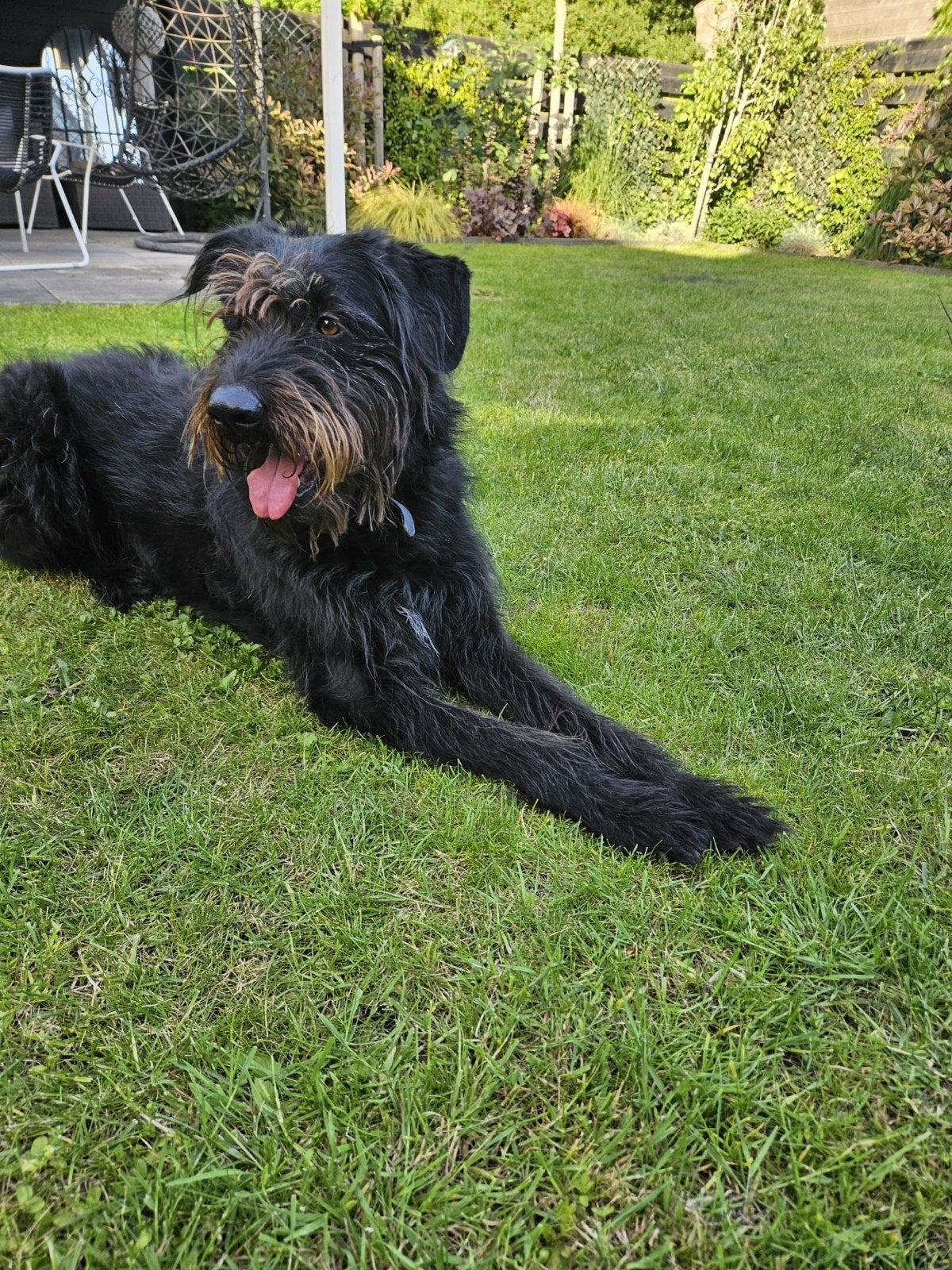 Reu Max 5 jaar, Dieren en Toebehoren, Reu, Groot, Eén hond, 3 tot 5 jaar