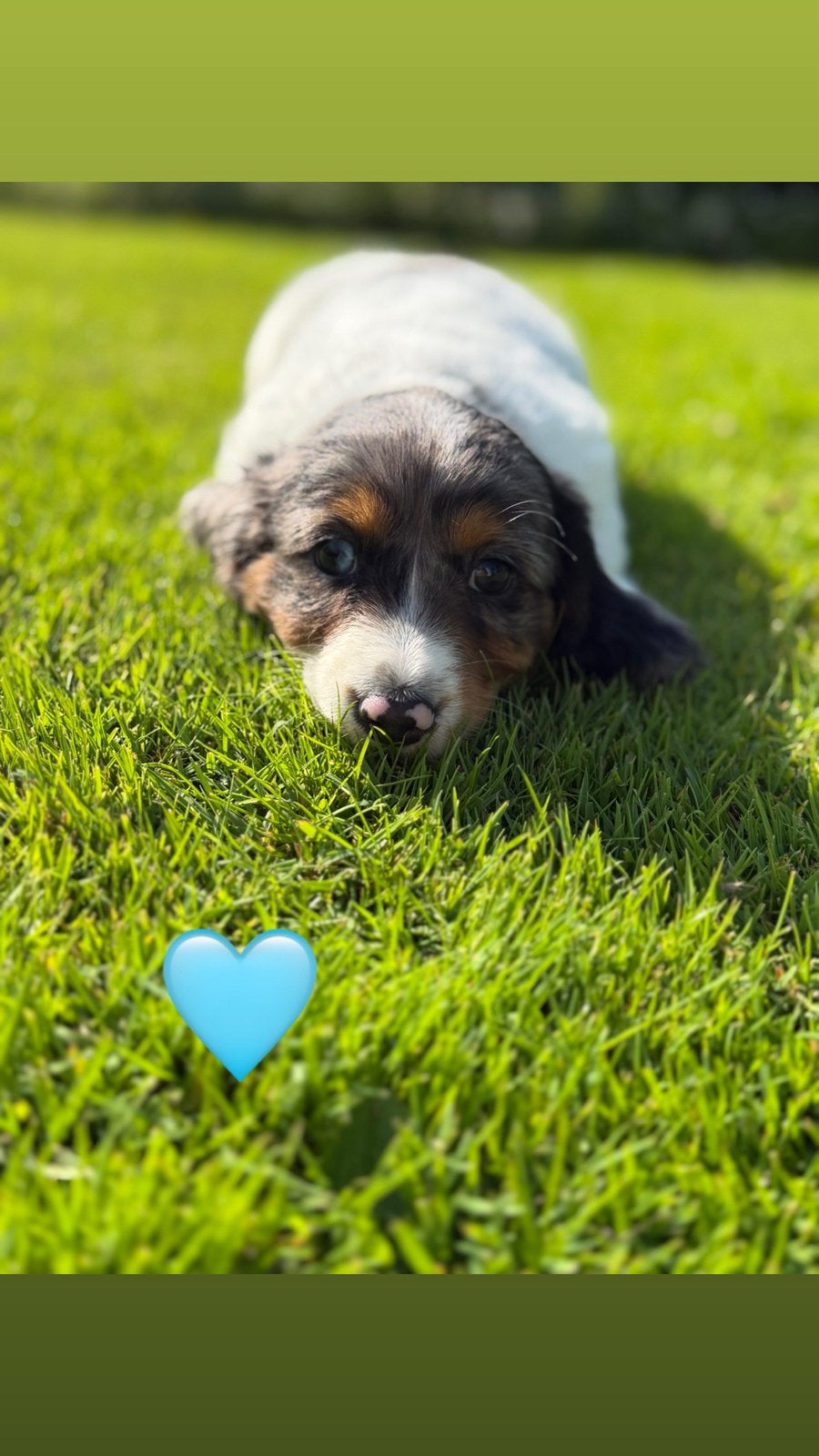 Prachtige Piebald Dwergteckel pups zoeken hun gouden mandje!, Dieren en Toebehoren, Honden | Teckels en Dashonden, Meerdere dieren