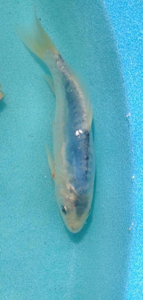 Koi 18 20cm, Karper of Koi