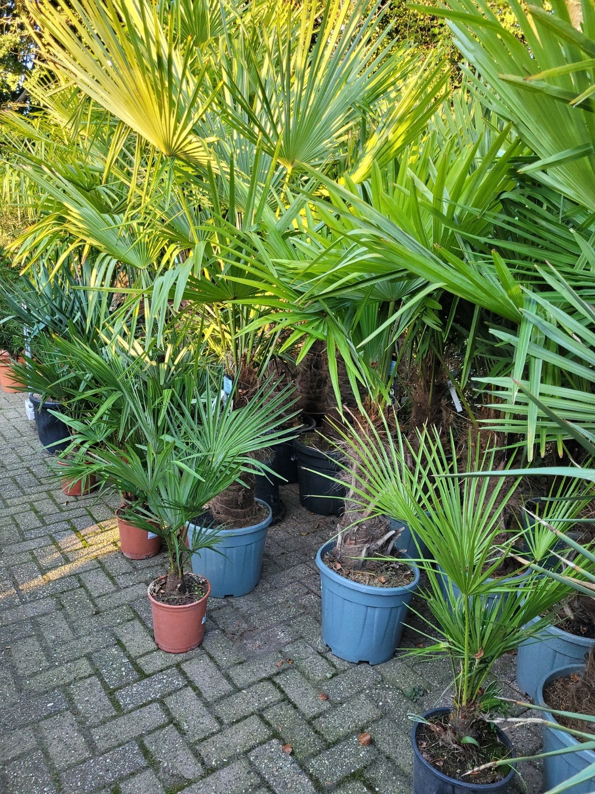 Trachycarpus fortunei palmbomen - Winterharde palm, Volle zon, Vaste plant, Bloeit niet, Ophalen