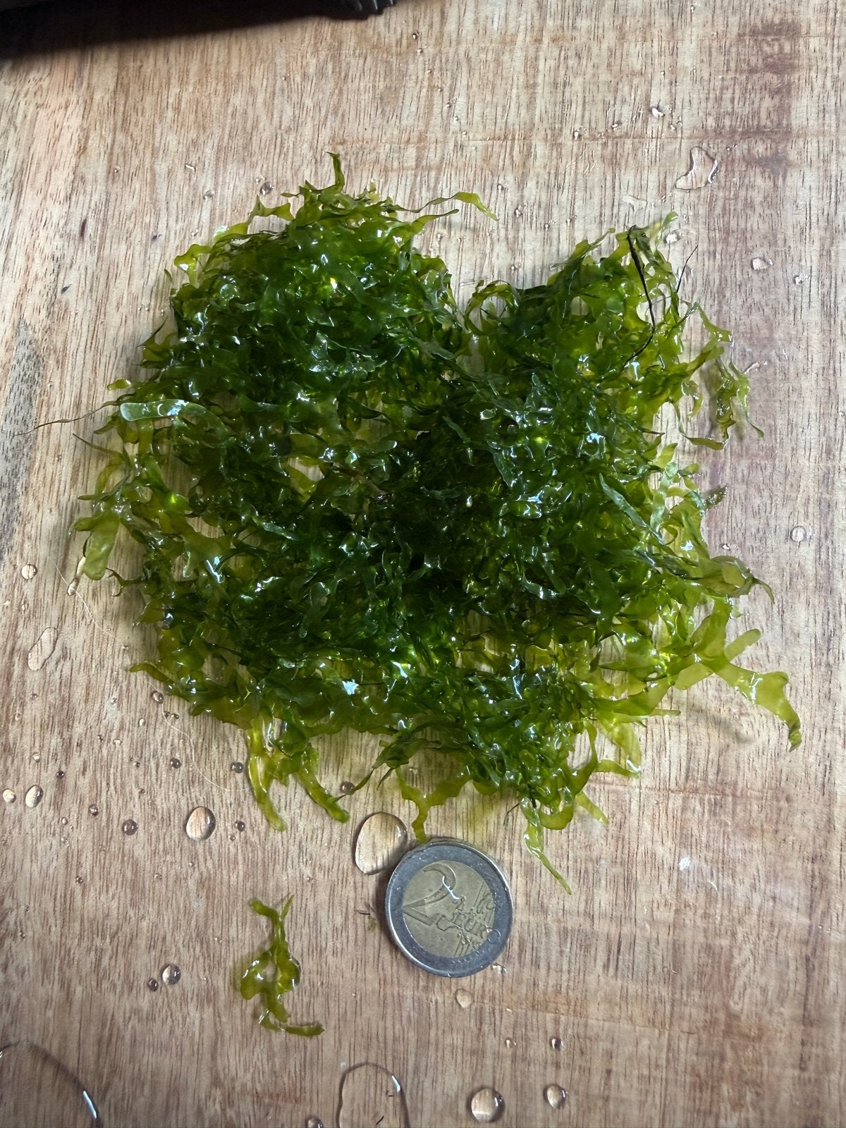 Levermos aquarium garnalen safe, Dieren en Toebehoren, Ophalen