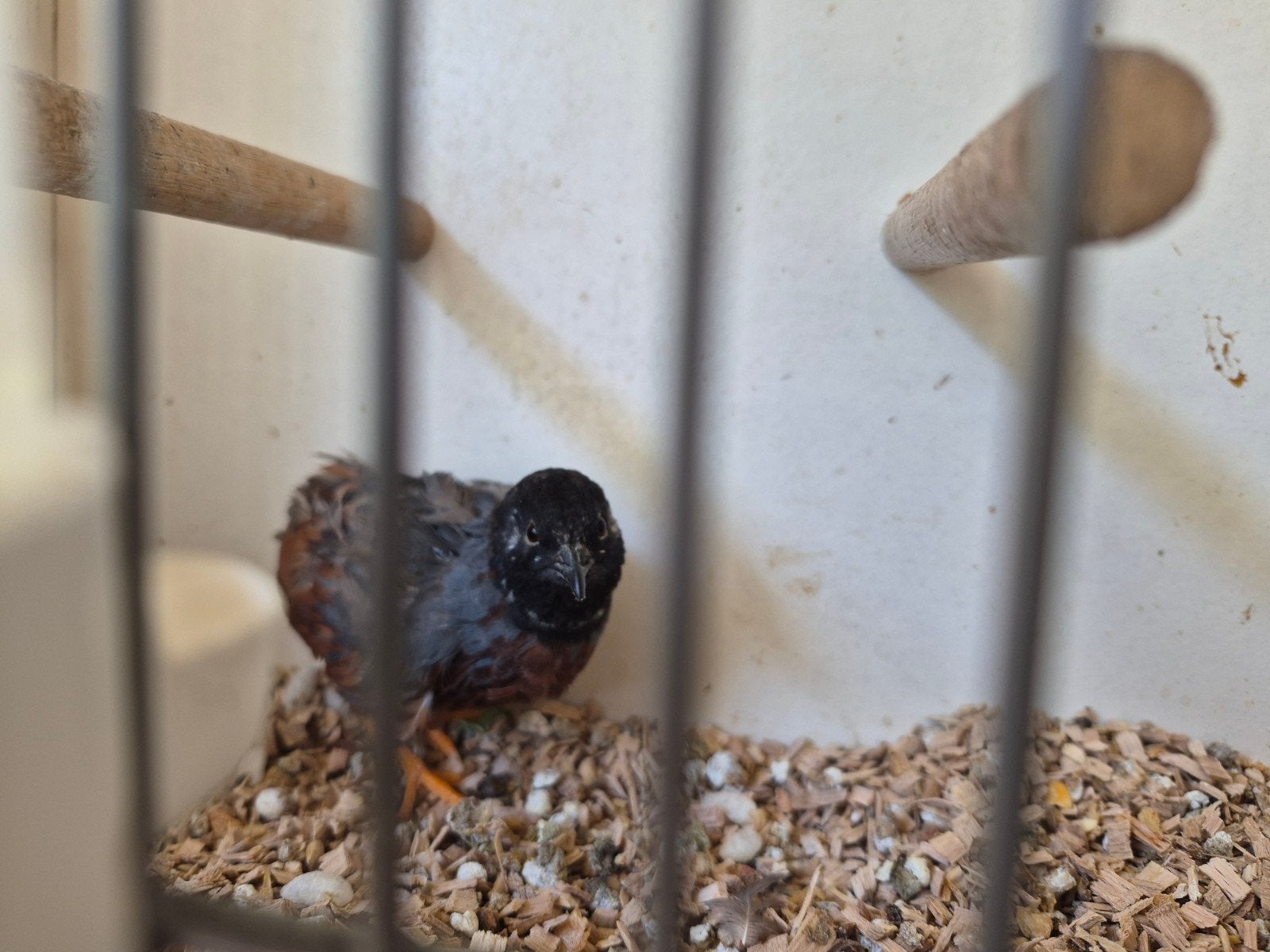 Koppel chinese kwartel, Dieren en Toebehoren, Pluimvee, Meerdere dieren, Overige soorten