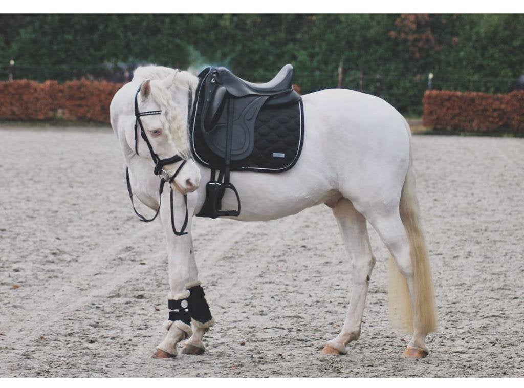 Prachtige cremello d-pony, Dieren en Toebehoren, Pony's, Gechipt, Ruin, Dressuurpony, Niet van toepassing