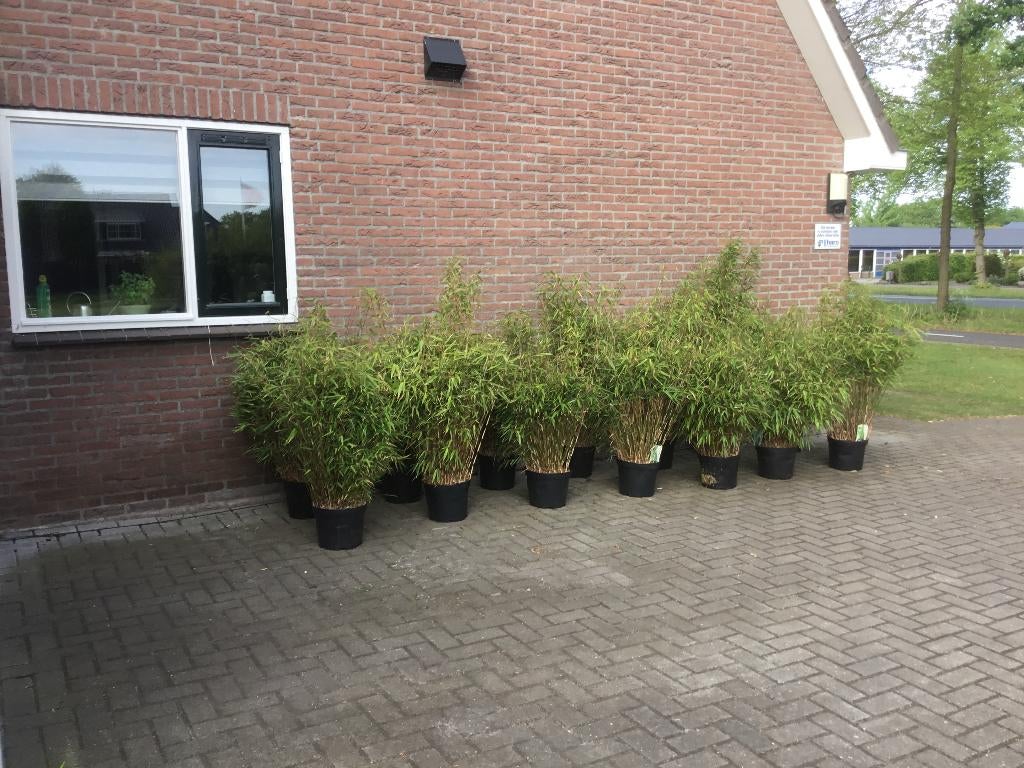 Fargesia Rufa, niet woekerende bamboe!!!, Ophalen, Bamboe, Haag, 100 tot 250 cm