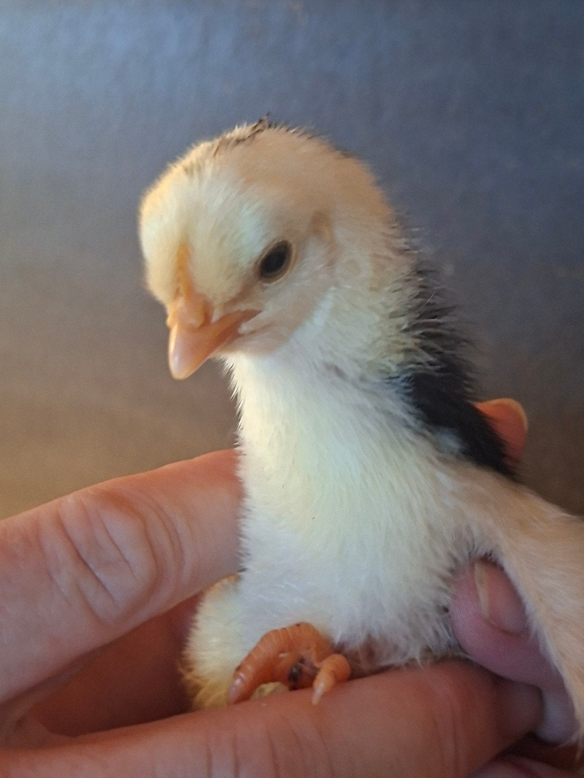 Raszuivere Zweedse bloemenkip kuikens te koop!, Dieren en Toebehoren, Meerdere dieren, Kip