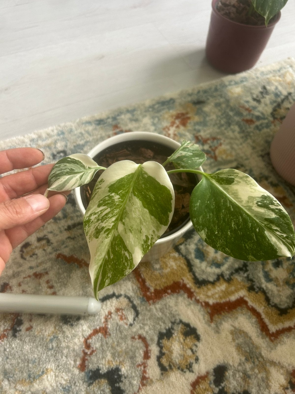 Monstera albo variegata, Huis en Inrichting, Kamerplanten, Ophalen of Verzenden, Halfschaduw, Minder dan 100 cm