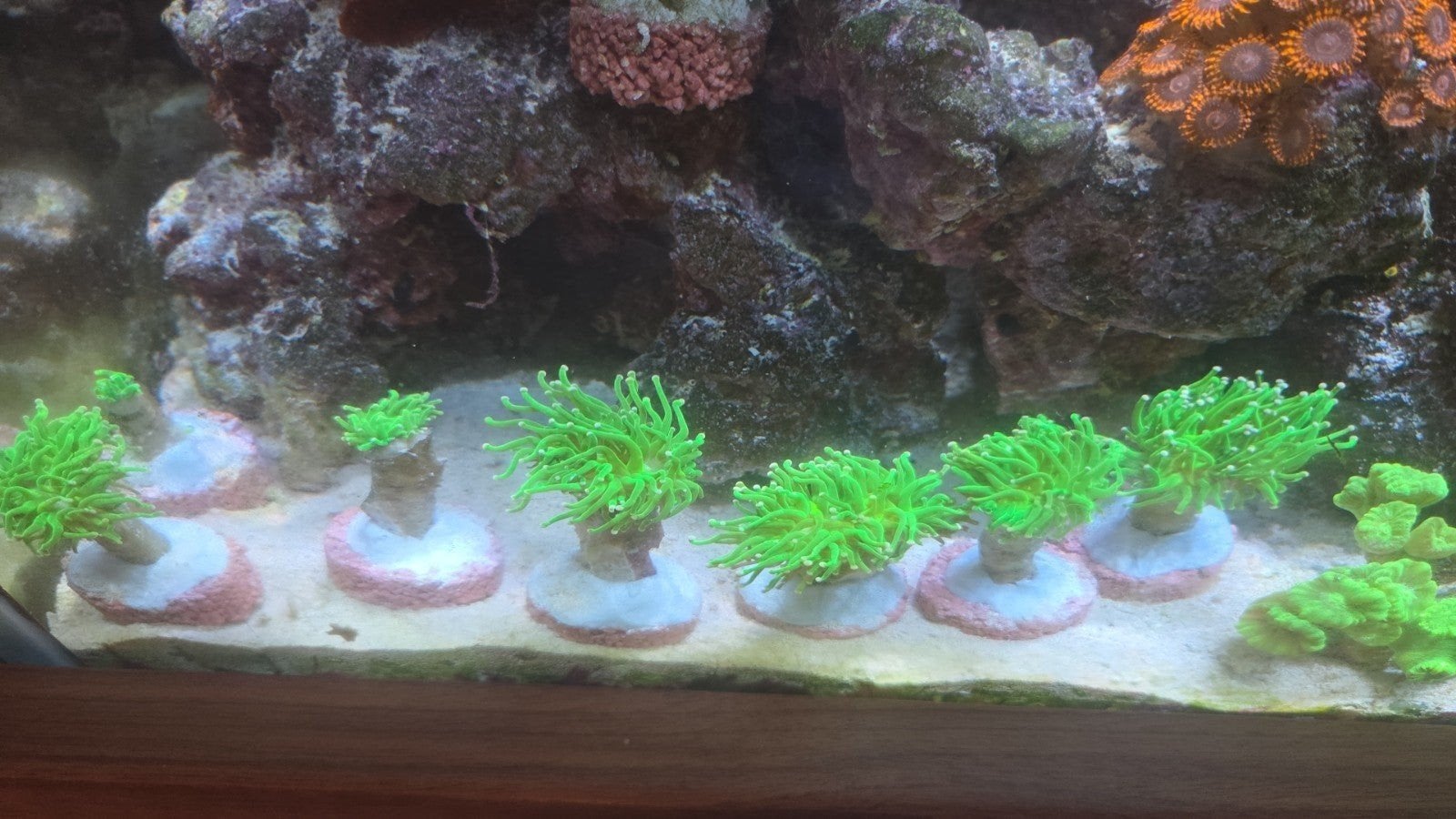 koraaltjes te koop., Dieren en Toebehoren, Vis, Zoutwatervis