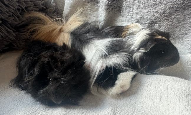 5 langharige jonge Beertjes en 1 langharig zeugje, Mei, Meerdere dieren, Cavia