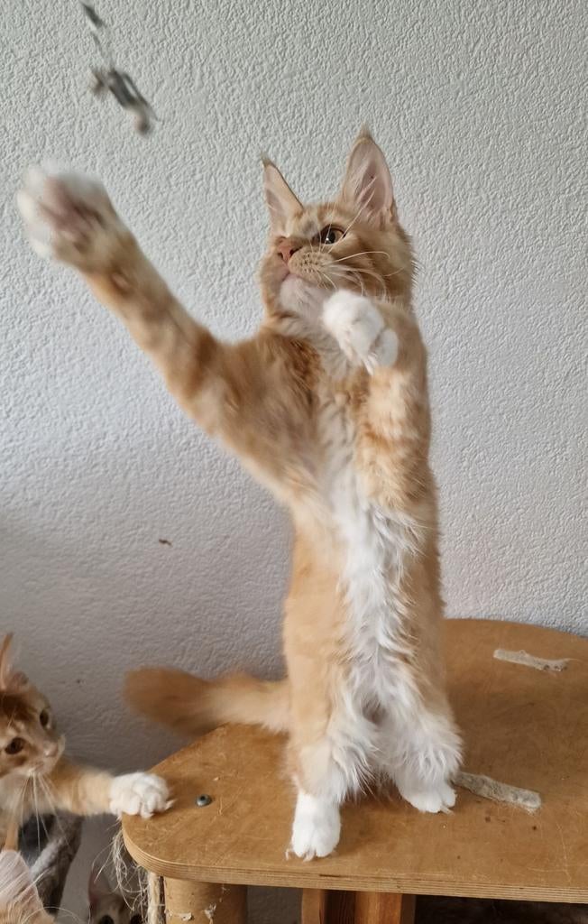 Maine coons met stamboom, Meerdere dieren, Met stamboom, 0 tot 2 jaar