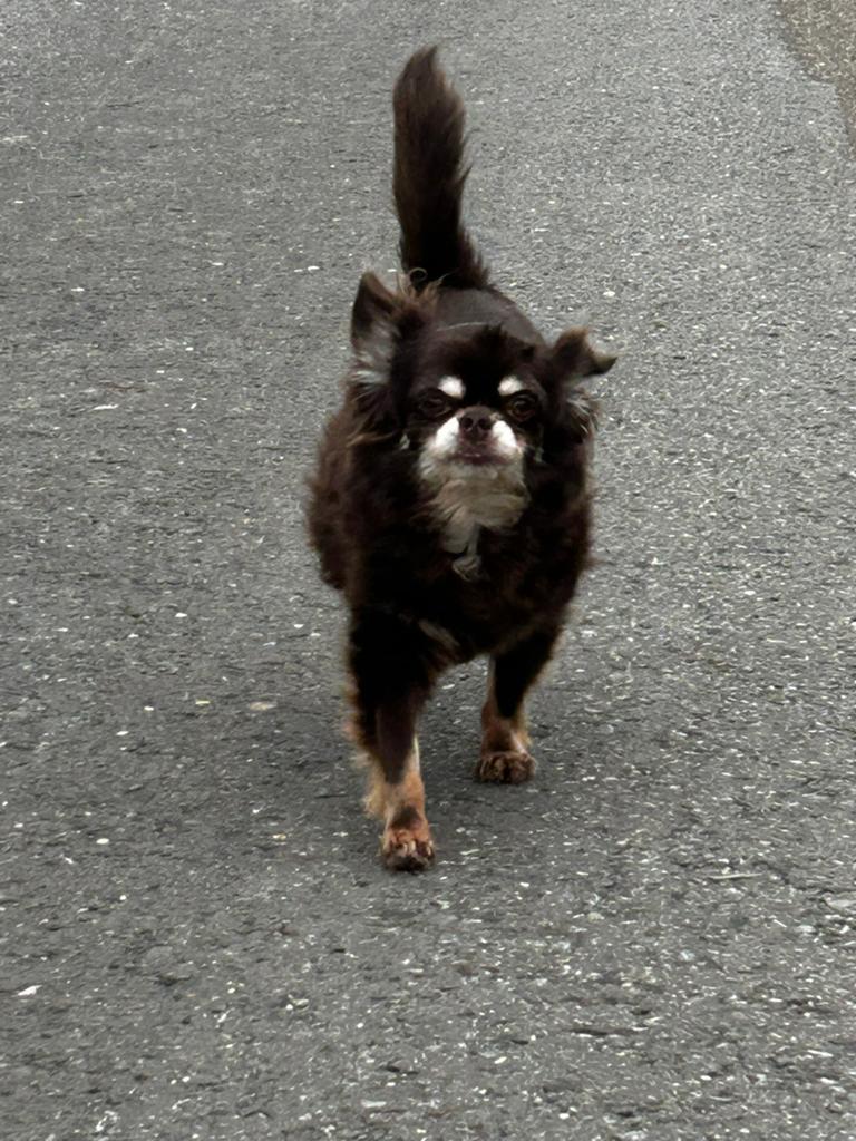 Baasje gezocht voor lieve chiwawa, Ophalen, Zo goed als nieuw, Overige merken