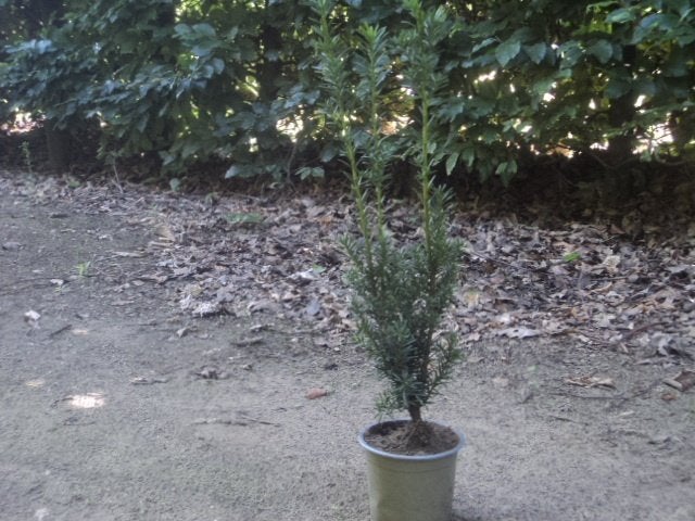 >> taxus..GOEDKOOP <<, Tuin en Terras, Ophalen of Verzenden, Taxus, Minder dan 100 cm