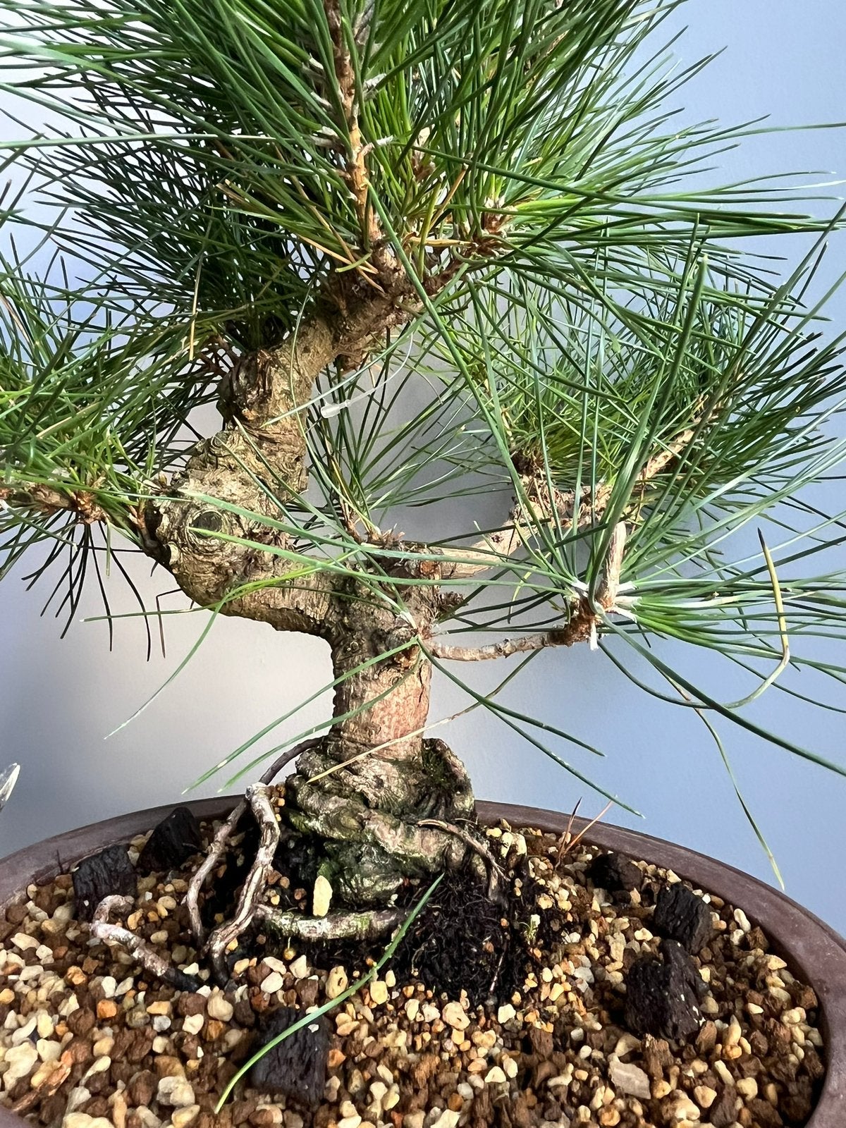 Japanse zwarte den Bonsai, Verzenden, Overige soorten, Volle zon