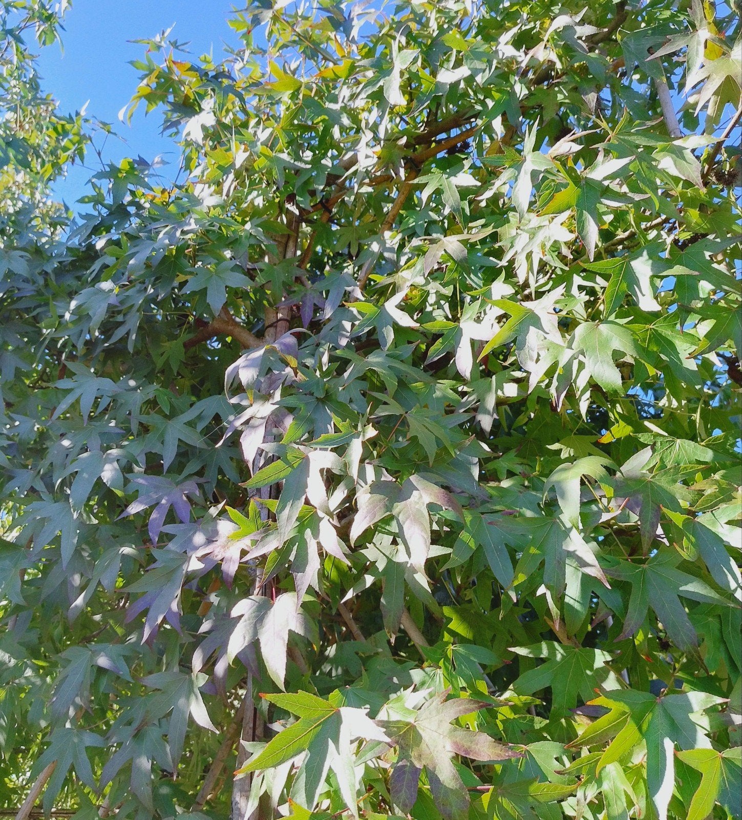 leihaagbeuk | Carpinus betulus | Leiamberboom | Liquidambar, Herfst, Leiboom, Halfschaduw, Ophalen of Verzenden