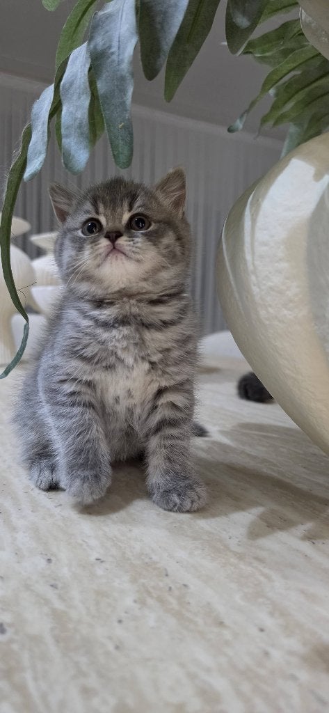 KITTENS, Dieren en Toebehoren, Meerdere dieren, Ontwormd