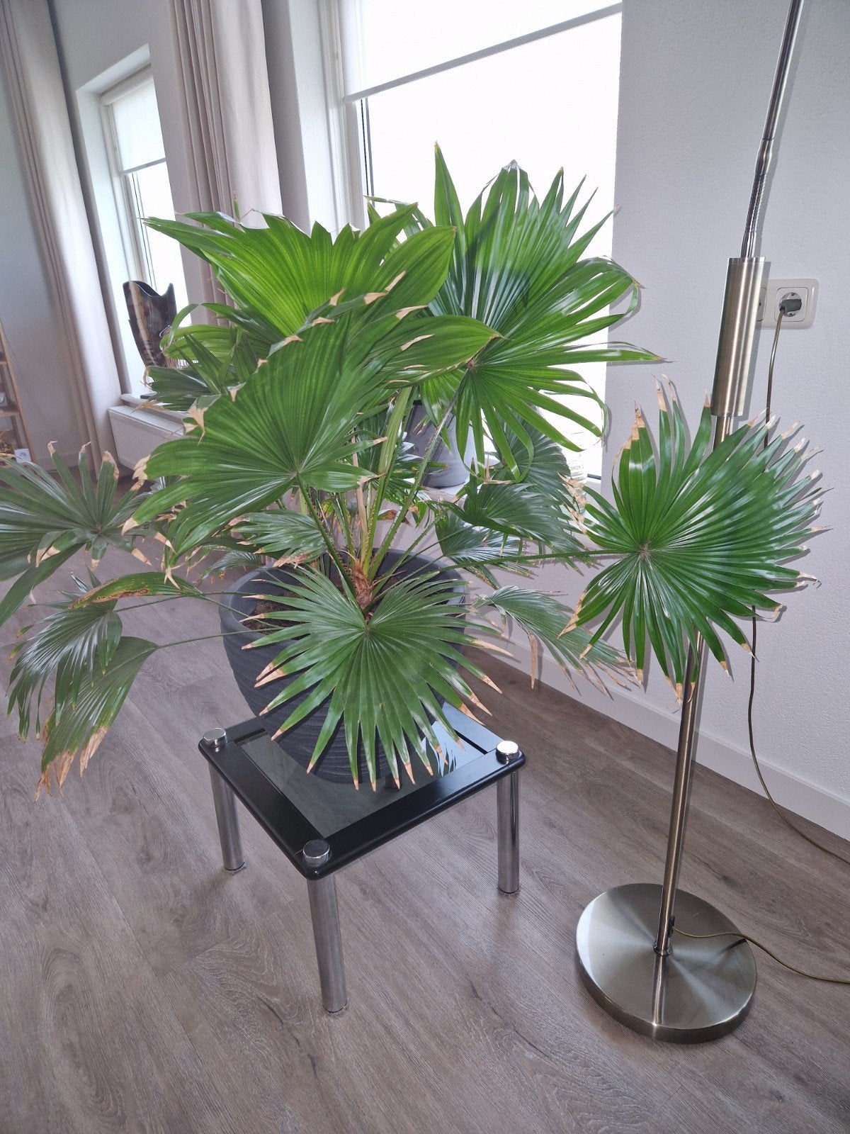 Grote Palmplant in Pot - Ideaal voor Binnen, Huis en Inrichting, Kamerplanten, 100 tot 150 cm, Palm, In pot, Groene kamerplant