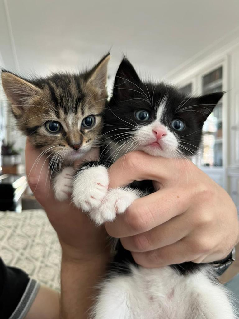2 LIEVE KATERS ZOEKEN EEN GOUDEN MANDJE, 0 tot 2 jaar