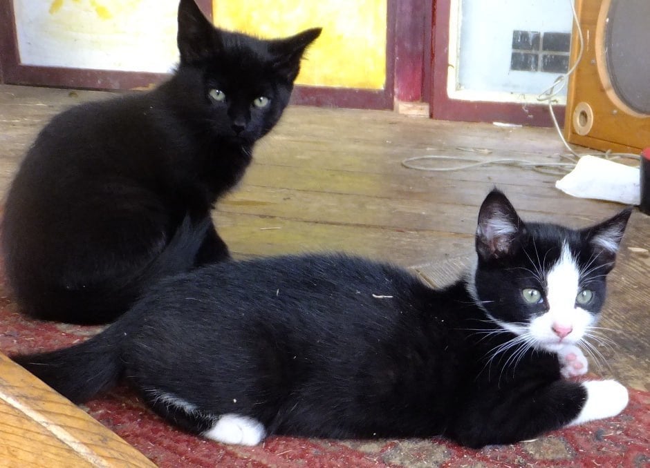 Kittens 9 weken, Dieren en Toebehoren, Meerdere dieren, Kortharig, 0 tot 2 jaar