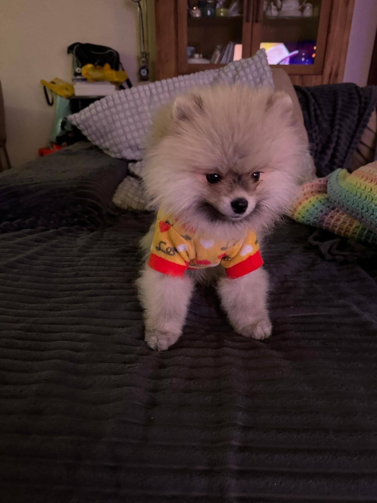 Pomeriaan hondje, Ophalen of Verzenden, Zo goed als nieuw, Hond