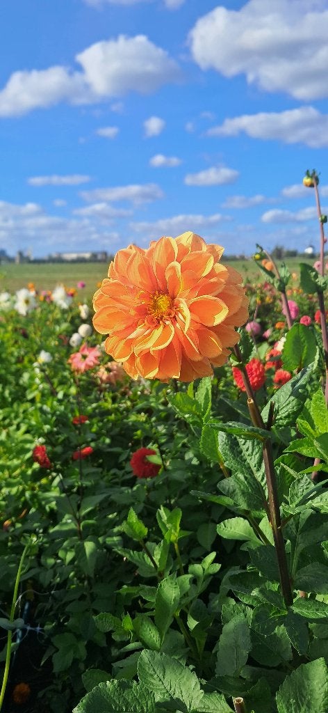 Prachtig partijtje dahlia knollen (zaailingen), Ophalen of Verzenden, Voorjaar, Volle zon, Knol