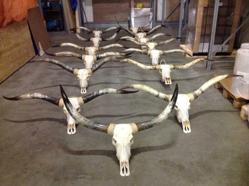 Longhorn schedel, hoorn, gewei, longhorn kop, echte schedel, Ophalen, Nieuw, Overige soorten, Schedel