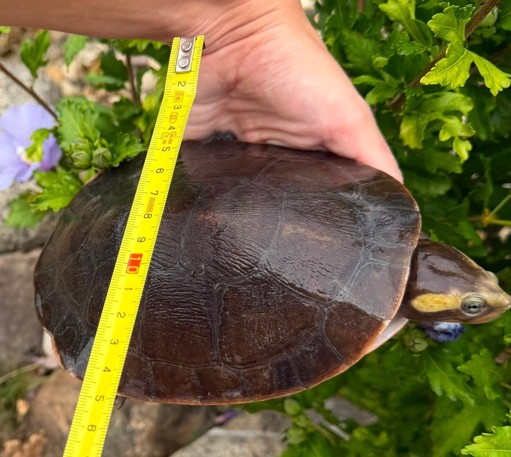 Emydura Subglobosa, met verblijf, Dieren en Toebehoren, Schildpad, Met terrarium, 3 tot 6 jaar