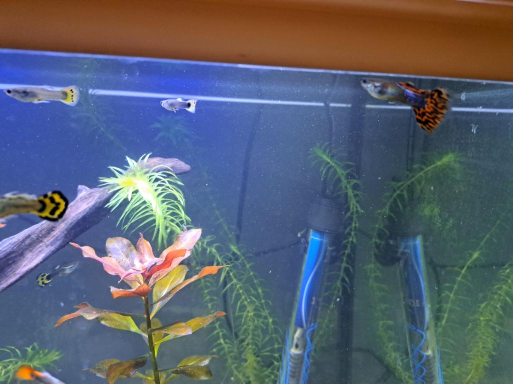Guppen, borstelneus, platys, zwaarddragers, Dieren en Toebehoren, Vissen | Aquariumvissen, Vis
