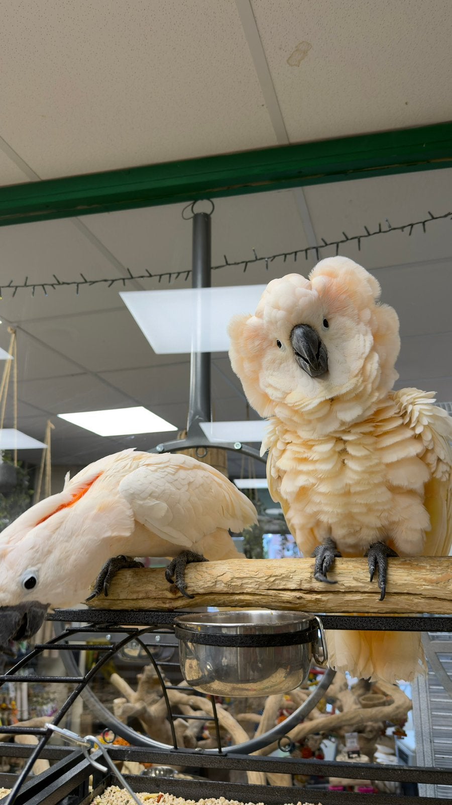 Baby kaketoe Molukken, Meerdere dieren, Papegaai, Pratend