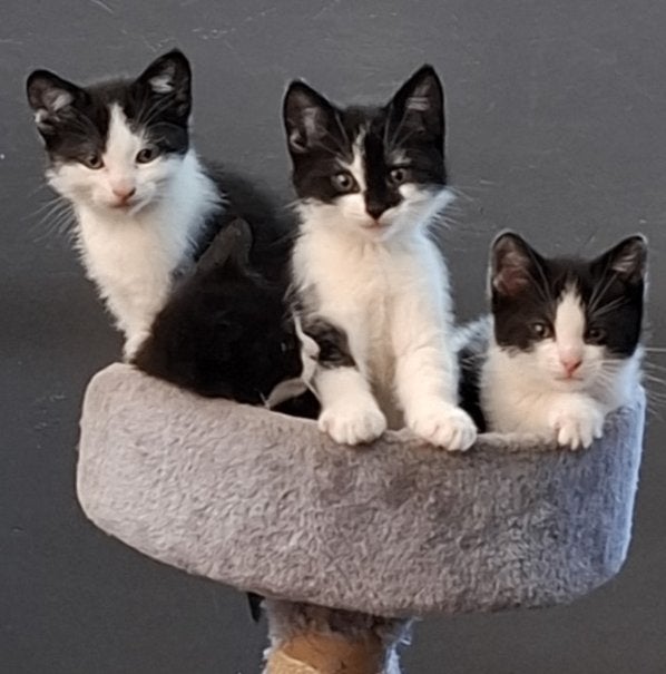 Gezocht goed thuis, voor lieve boerderij kittens (zwart/wit), Dieren en Toebehoren, Meerdere dieren, Ontwormd, 0 tot 2 jaar