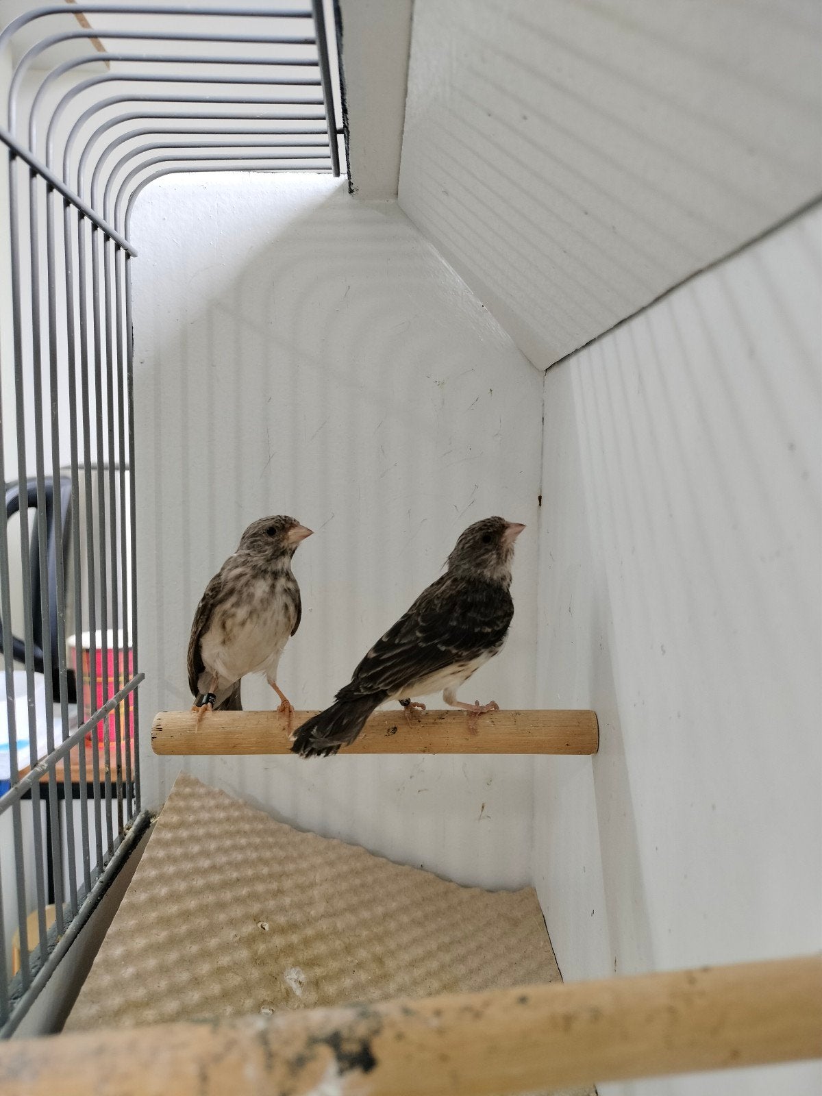 kweek koppel witstuit edelzangers, Meerdere dieren