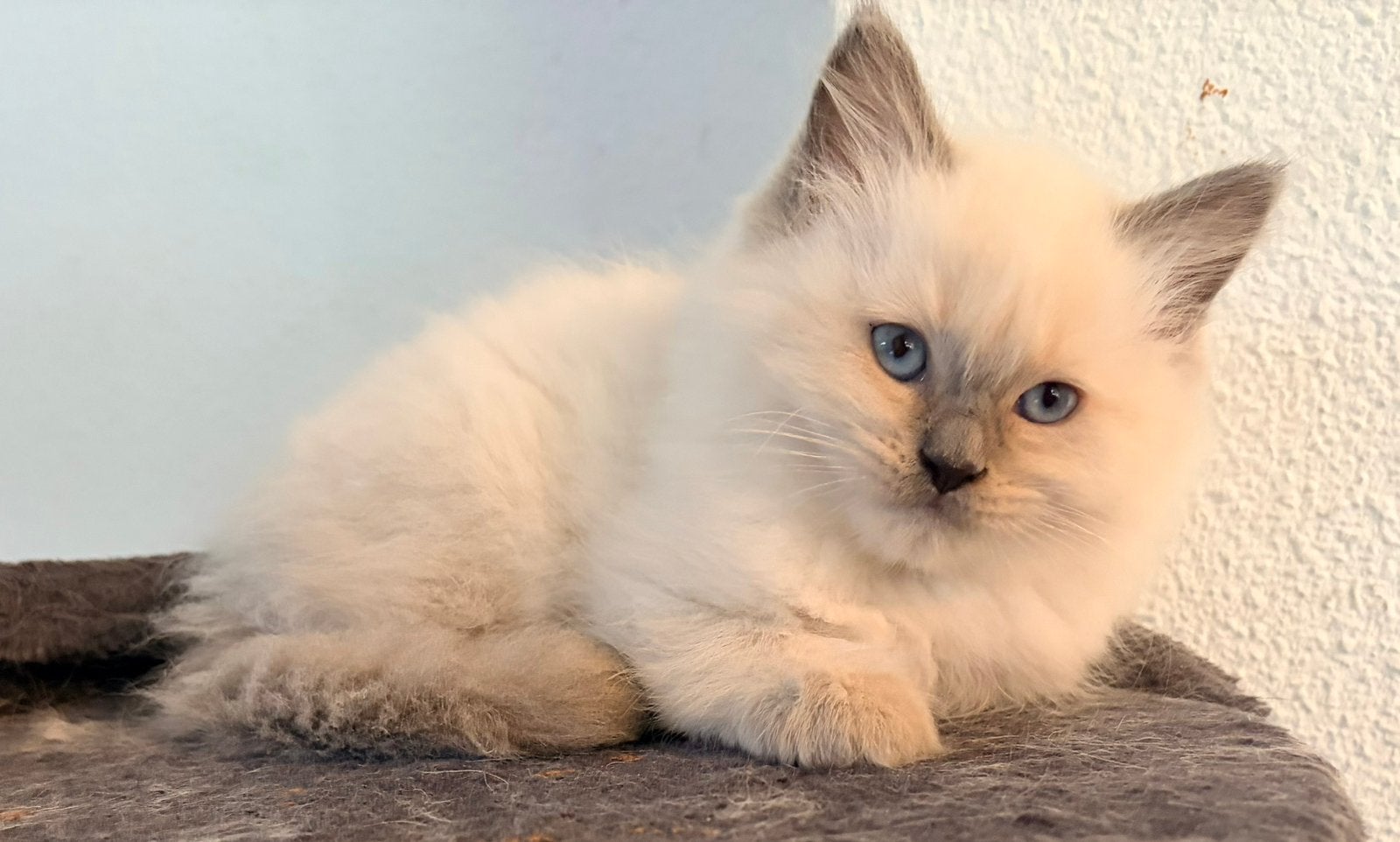 Laatste ragdoll kitten, een heel lief mannetje, Meerdere dieren, Ontwormd, 0 tot 2 jaar