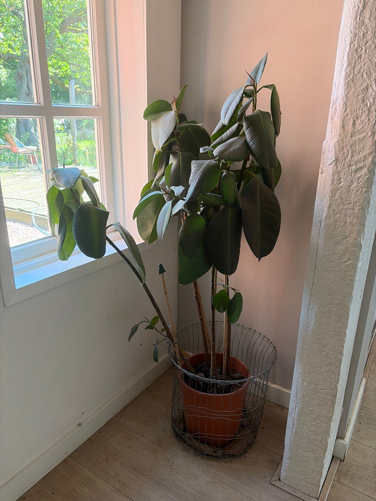 Ficus plant zoekt nieuw thuis (gratis), Ophalen, Ficus, 100 tot 150 cm, Halfschaduw