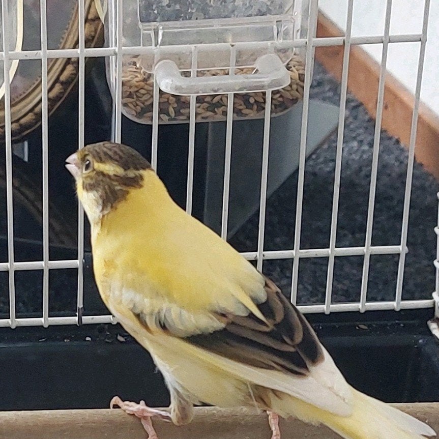 Te koop mooie kanarie pop 5 maanden oud, Dieren en Toebehoren, Vrouwelijk