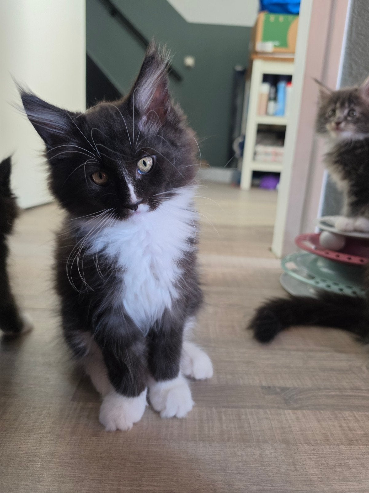 Maine Coon kittens, Dieren en Toebehoren, Katten en Kittens | Raskatten | Langhaar, Meerdere dieren, Ontwormd