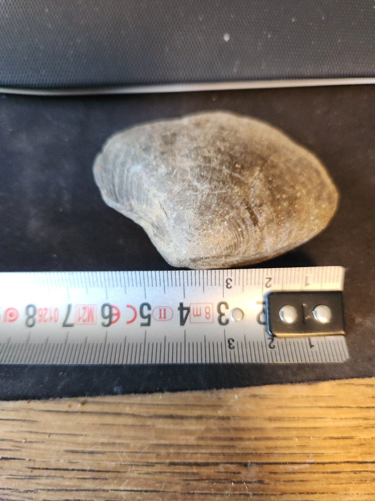 Fossiele Schelp - Bivalve (Oude Zeeleven), Verzamelen, Mineralen en Fossielen, Ophalen of Verzenden, Fossiel