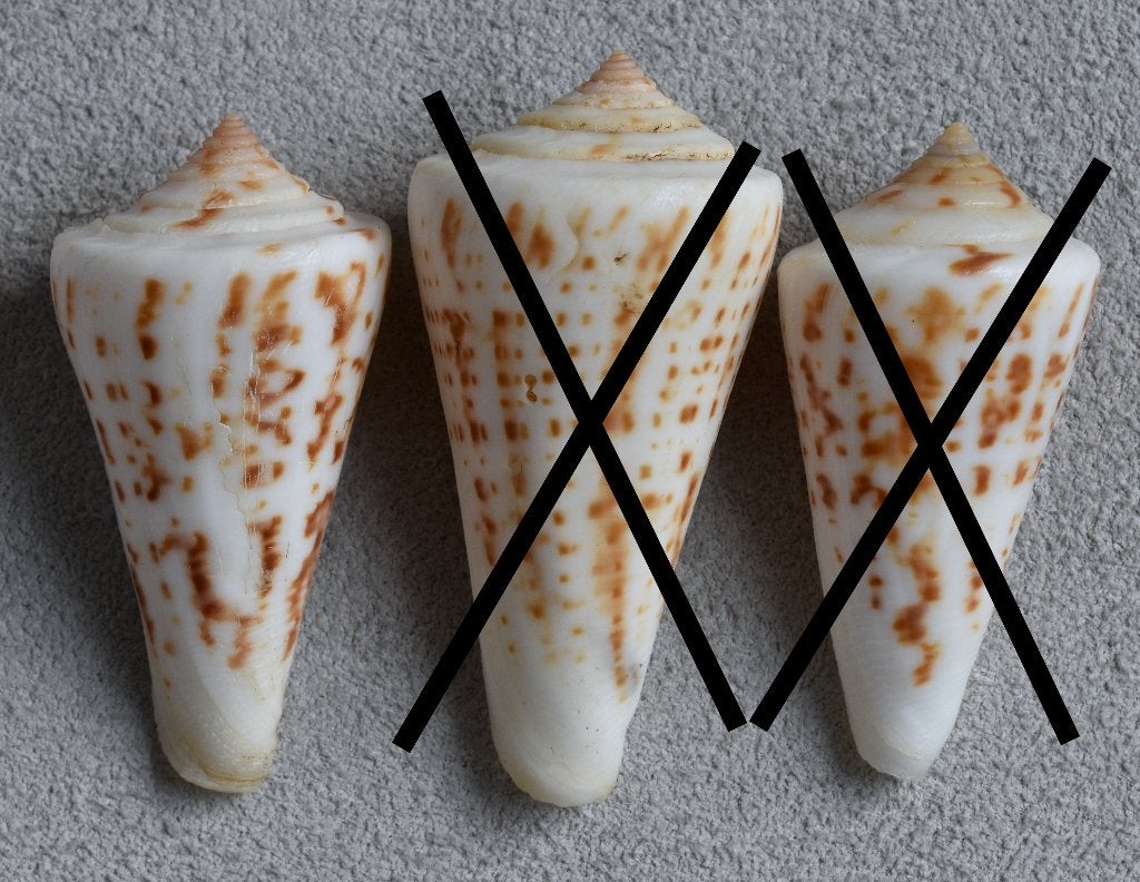 Schelpen: Conus clerii 43-49,5mm  Brazilië, Verzamelen, Ophalen of Verzenden, Schelp(en)
