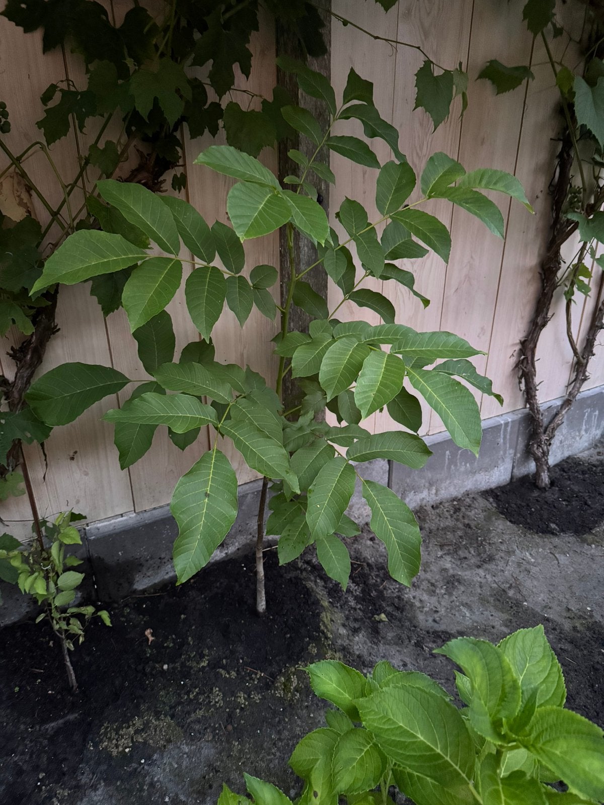 Walnoot boompje, Ophalen, Minder dan 100 cm, Overige soorten, In pot