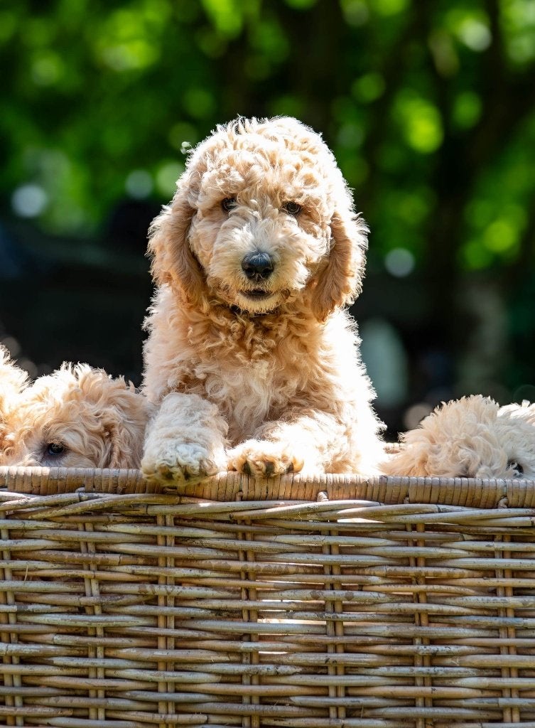 LABRADOODLE  PUPS-geënt-gechipt-gezondheidsverklaring, Dieren en Toebehoren, Honden | Niet-rashonden, 8 tot 15 weken, Parvo, Meerdere