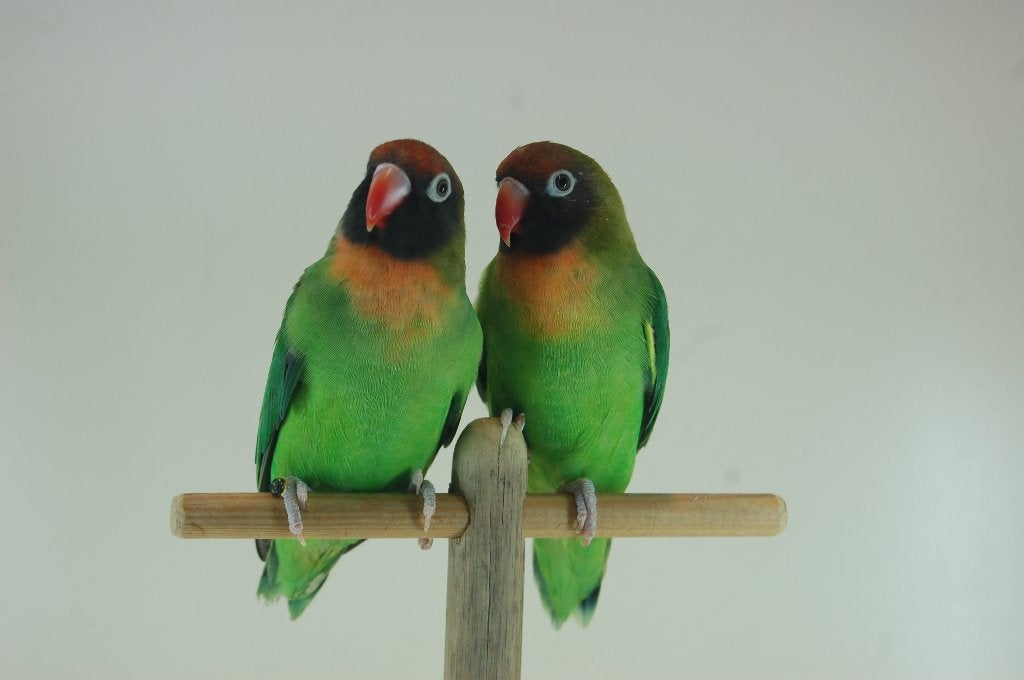 ZUIVERE WILDKLEUR AGAPORNIS NIGRIGENIS MANNEN DNA GESEKST!, Dieren en Toebehoren, Mannelijk, Dwergpapegaai of Agapornis, Geringd