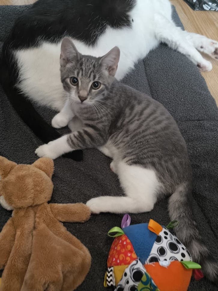 Lieve speelse kitten zoekt gouden mandje