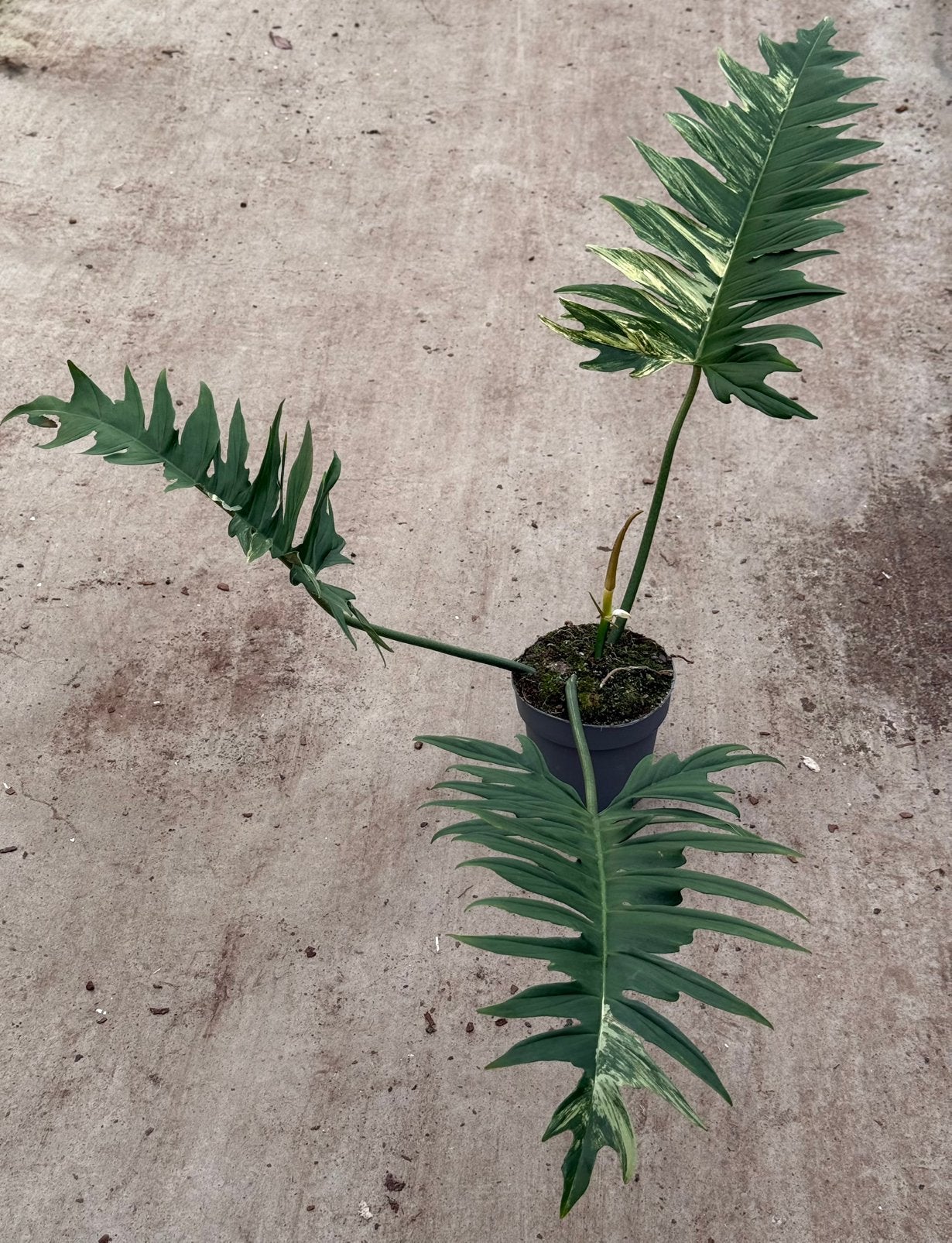 Philodendron Florida Beauty X Tortum Variegata, Huis en Inrichting, Kamerplanten, Ophalen of Verzenden, Halfschaduw, Minder dan 100 cm