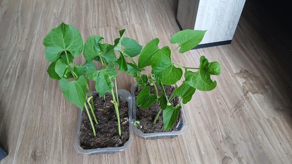 Sperziebonen te koop, Ophalen, Halfschaduw, Minder dan 100 cm