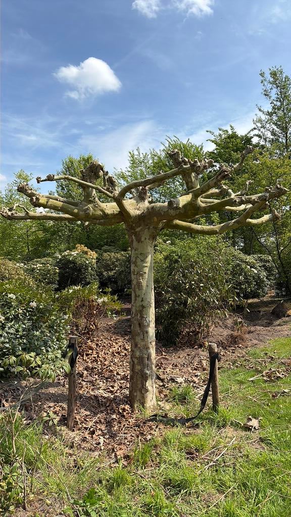 Dakplataan groot, Overige soorten, Volle zon, Vaste plant, Ophalen of Verzenden