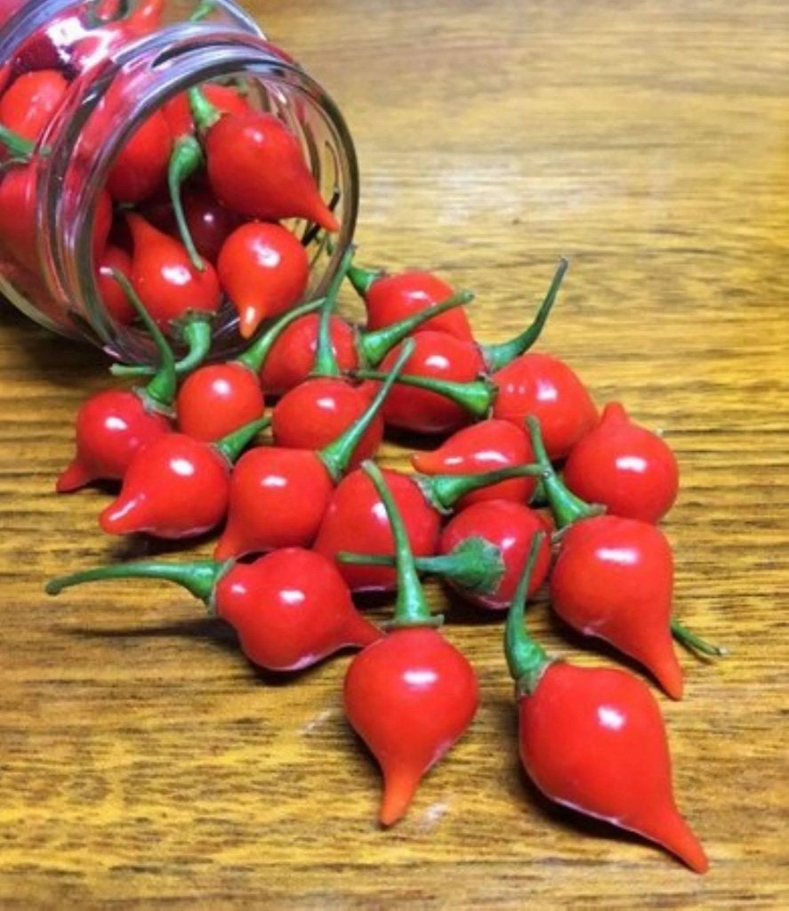 Biquinho peper zaadjes, Verzenden, Volle zon, Zaad