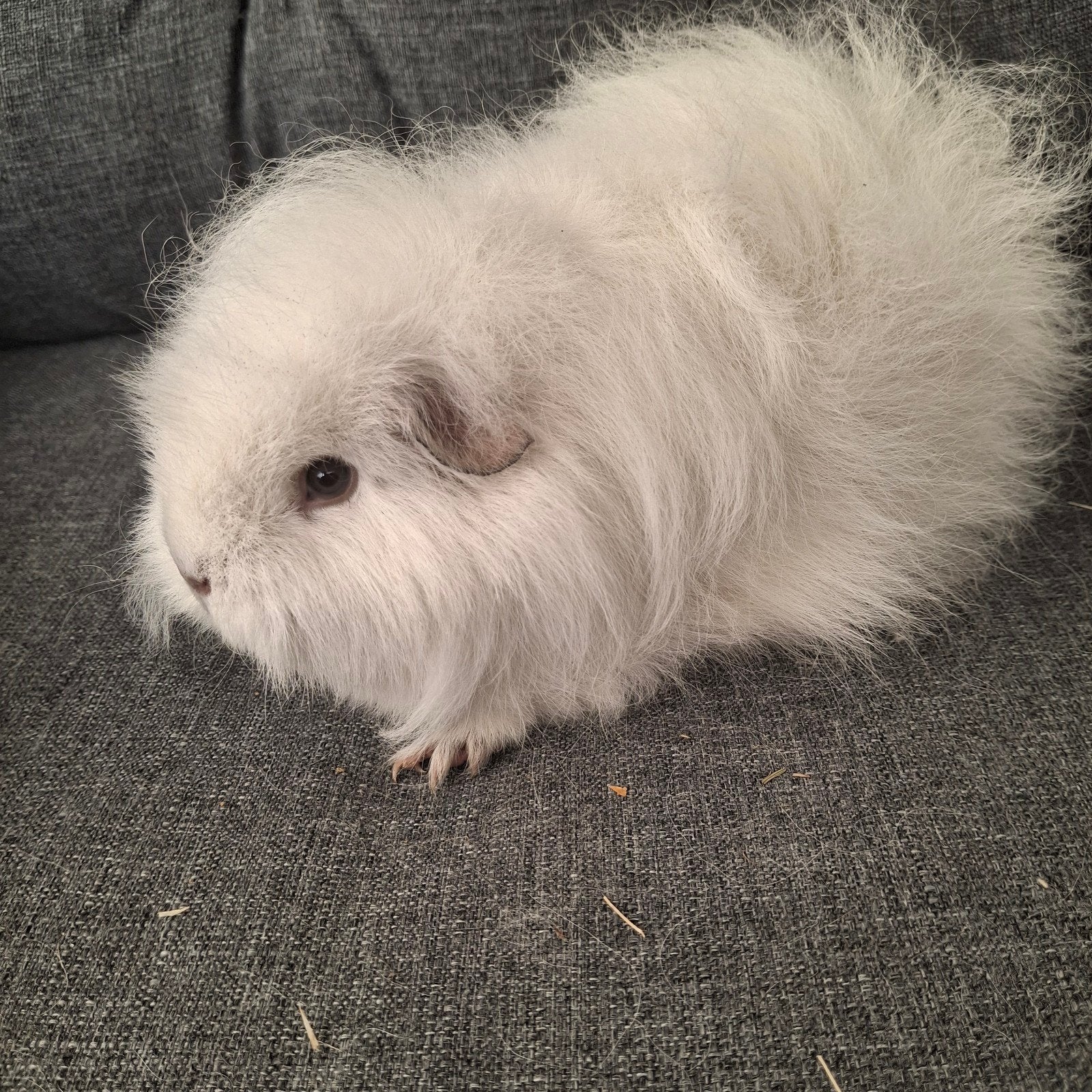 Ch teddy cavia, zeugje, Dieren en Toebehoren, Maart, Vrouwelijk, Cavia